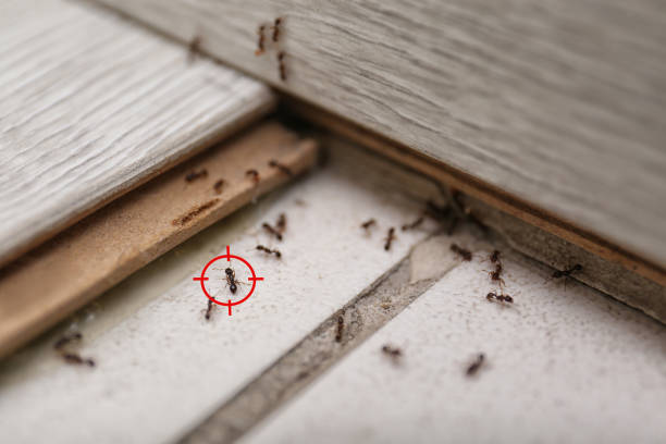 Best Pest Inspection Near Me  in Burien, WA