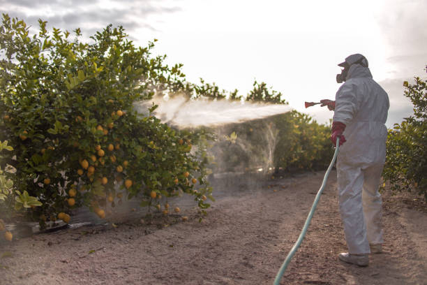 Best Affordable Pest Control Services  in Burien, WA