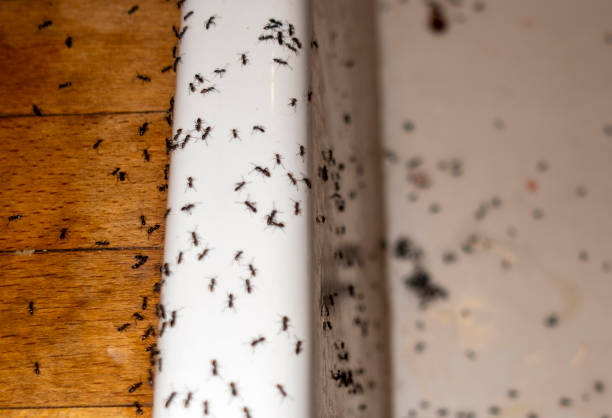 Best Pest Prevention Services  in Burien, WA